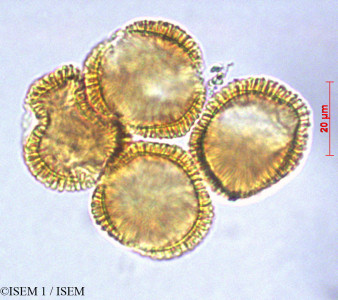 Eudema nubigena - lame n° 29070